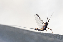 Leptophlebia