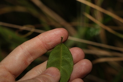 Ichnocarpus frutescens