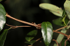 Ichnocarpus frutescens