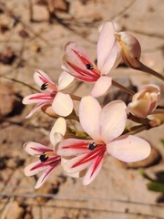 Tritonia undulata
