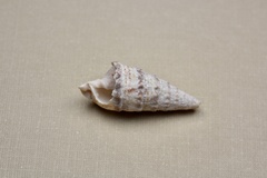 Cerithium