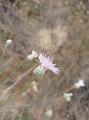 Centaurea breviceps