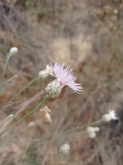 Centaurea breviceps