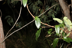 Ichnocarpus frutescens