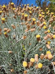 Syncarpha gnaphaloides