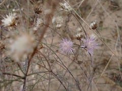 Centaurea breviceps