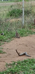 Geophaps scripta