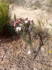 Adenandra acuta