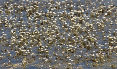 Ranunculus aquatilis