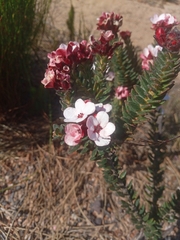 Adenandra acuta