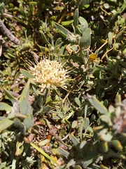 Leucospermum calligerum