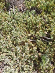 Leucospermum calligerum