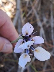 Moraea villosa