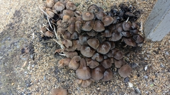Fungi