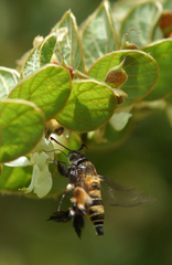 Sesiidae