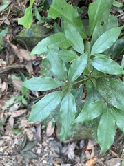 Neolitsea sericea