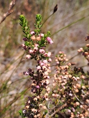 Erica bicolor