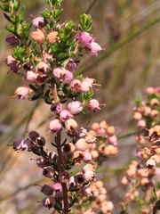 Erica bicolor