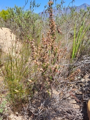 Erica bicolor