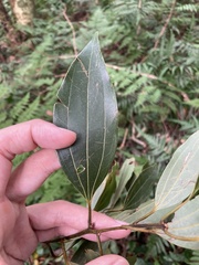 Cinnamomum insularimontanum