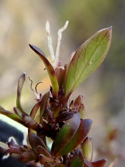 Coprosma ×cunninghamii