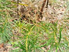 Banksia collina