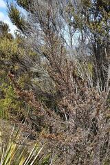 Coprosma ×cunninghamii