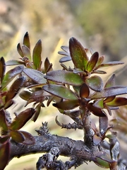 Coprosma ×cunninghamii