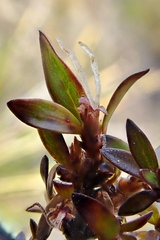 Coprosma ×cunninghamii