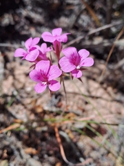 Pelargonium chelidonium