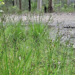 Juncus planifolius