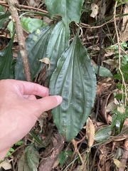 Calanthe alismifolia
