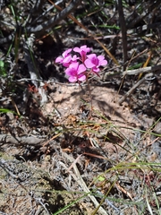 Pelargonium chelidonium