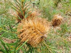Banksia collina