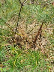Banksia collina