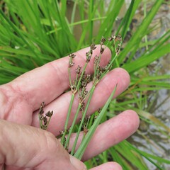 Juncus planifolius