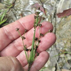 Juncus planifolius