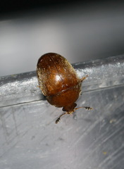 Cychramus luteus