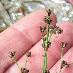 Juncus planifolius