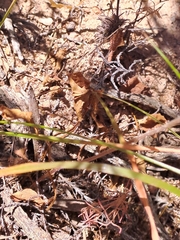 Pelargonium chelidonium