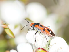 Melanerythrus mactans