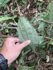 Calanthe alismifolia