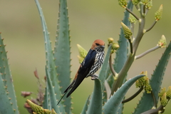 Cecropis abyssinica