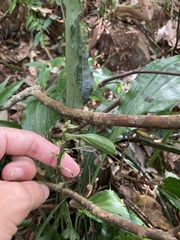 Calanthe alismifolia