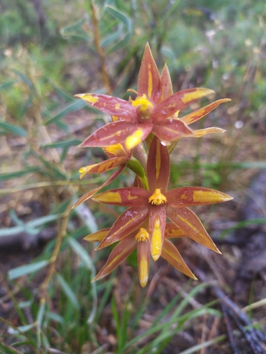 Crystal Brook sun orchid (Thelymitra magnifica)