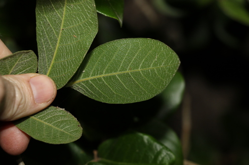 Image of Meiogyne heteropetala by (c) Greg Tasney, some rights reserved (CC BY-SA)