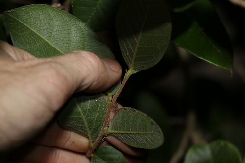 Image of Meiogyne heteropetala by (c) Greg Tasney, some rights reserved (CC BY-SA)
