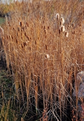 Typha laxmannii