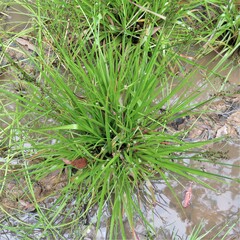Juncus planifolius
