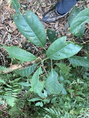 Turpinia formosana